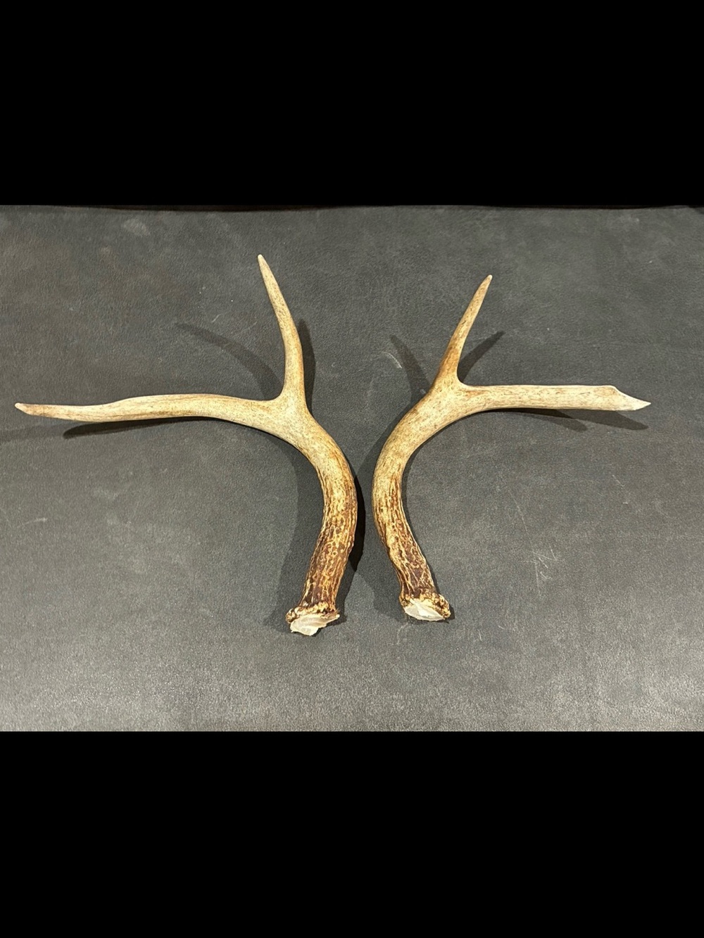 Real Deer Antler Pair - Natural Brown/Tan